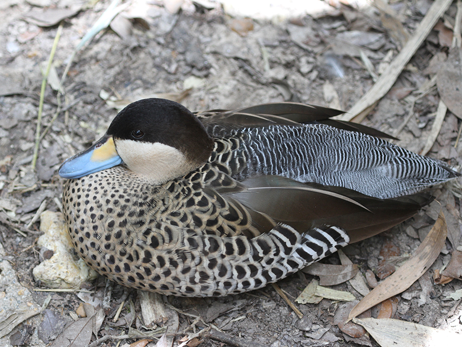 silver teal