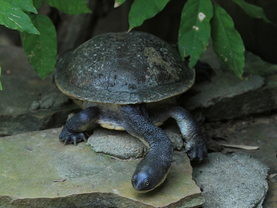 snake-necked turtle