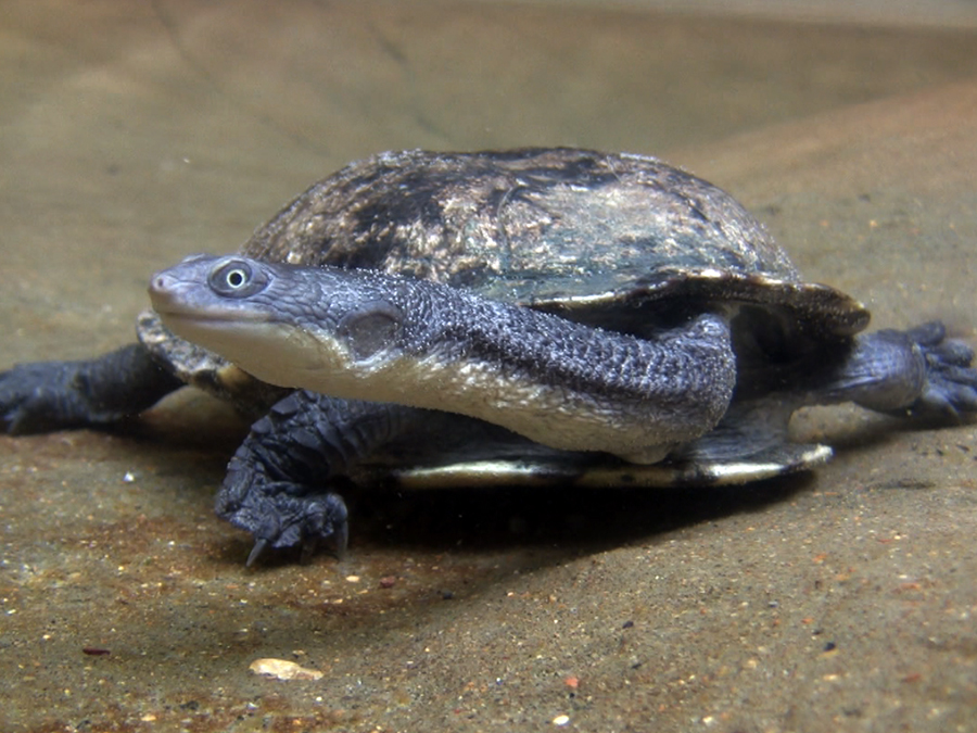 snake-necked turtle