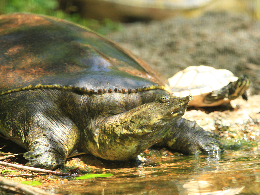 spiny softshell turtle