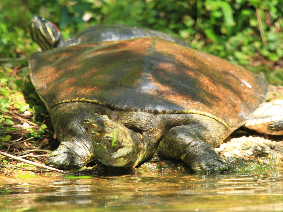 spiny softshell turtle