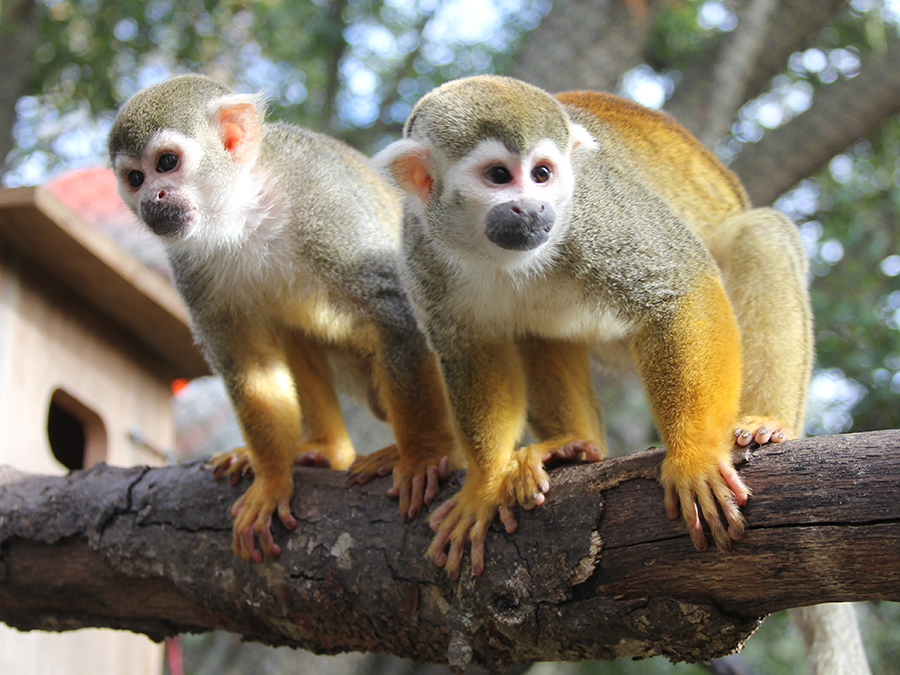 squirrel monkey