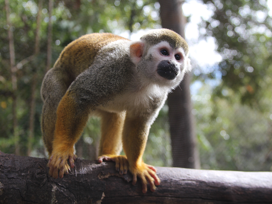 squirrel monkey