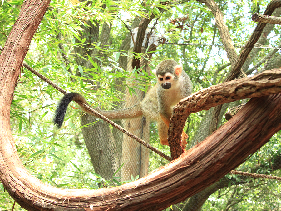 squirrel monkey