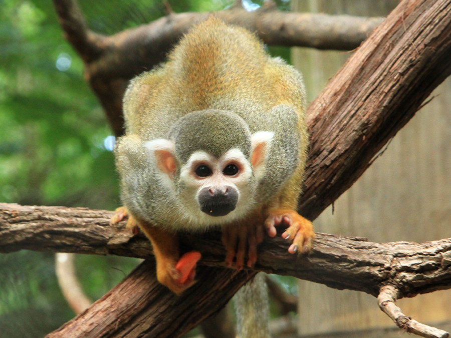 squirrel monkey