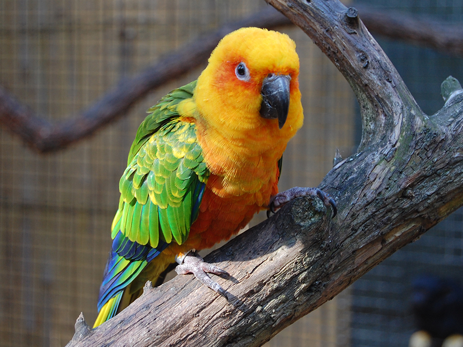 sun conure