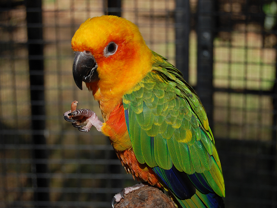 sun conure