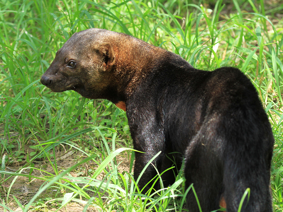 tayra