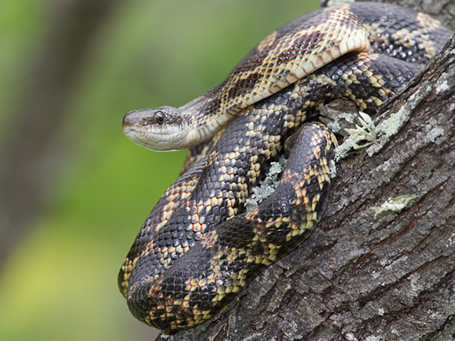 Texas rat snake