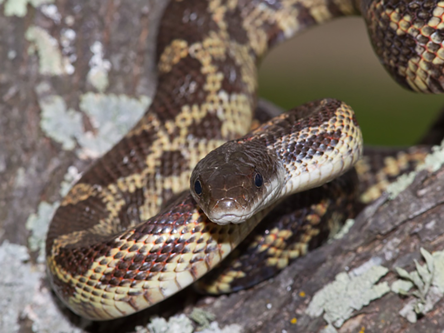 Texas rat snake