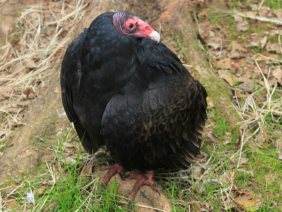 turkey vulture