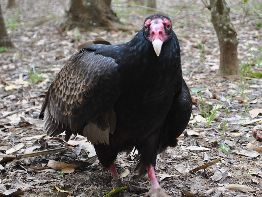 turkey vulture