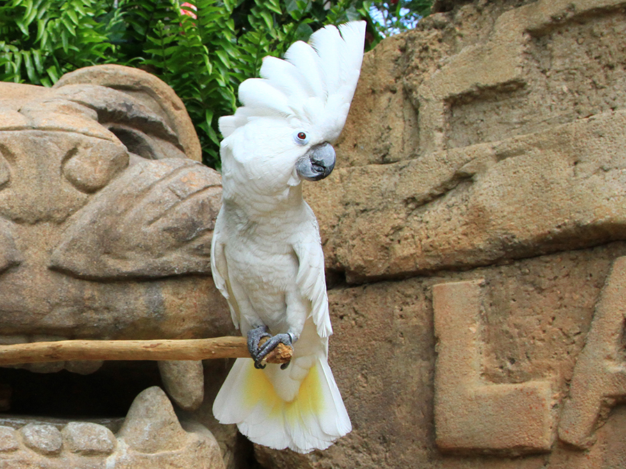 umbrella cockatoo