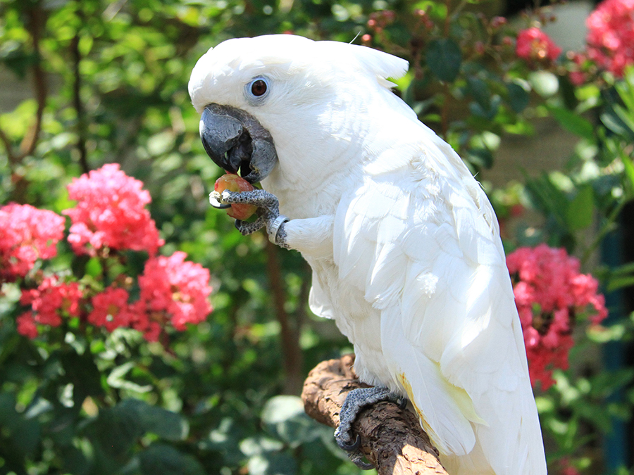 umbrella cockatoo