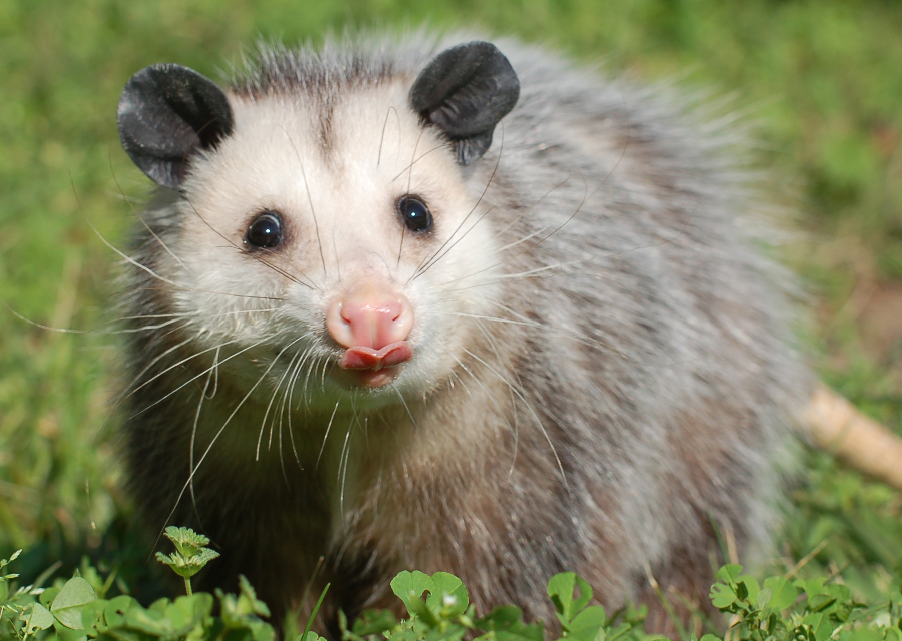 Virginia Opossum | Alexandria Zoo
