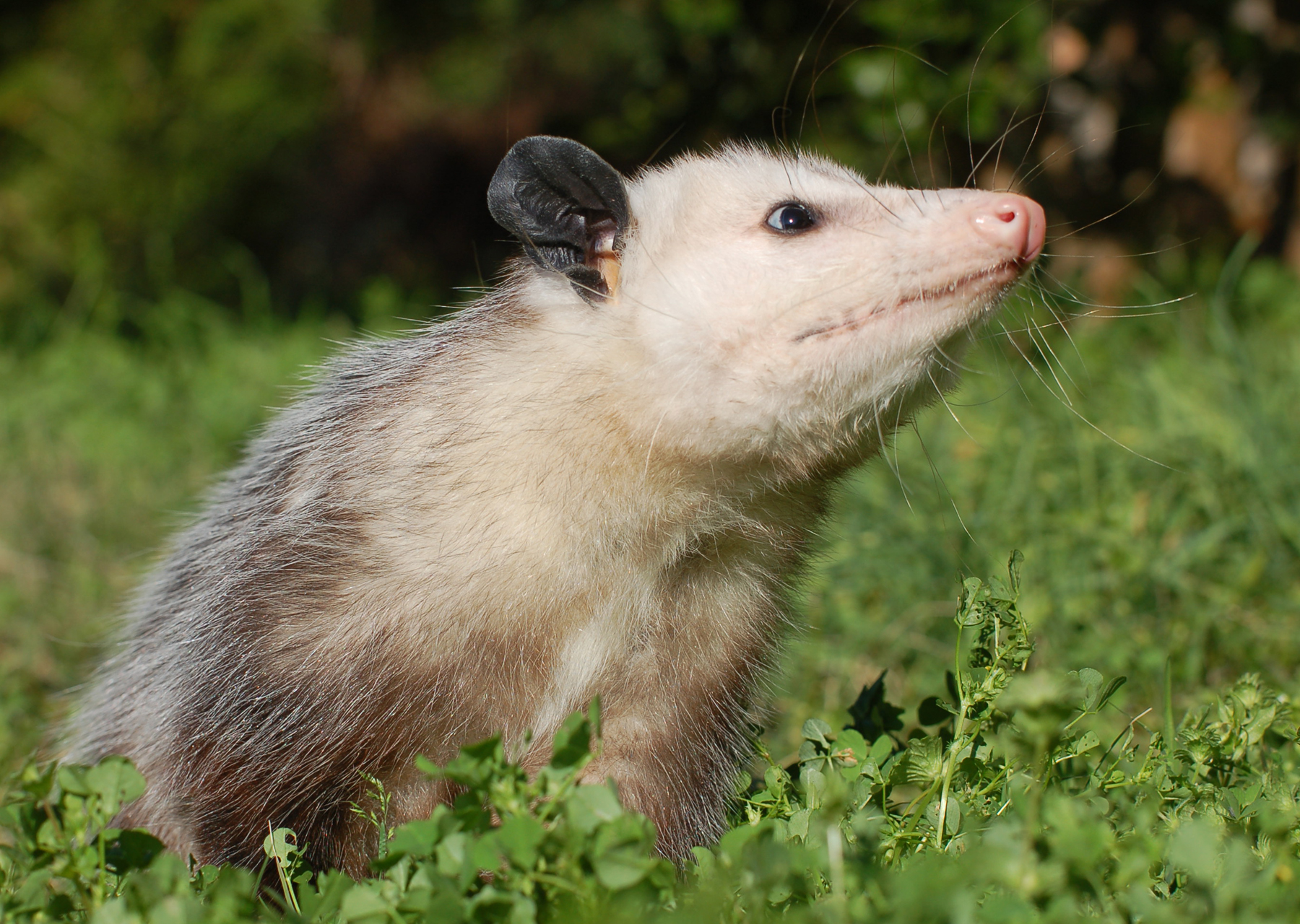 Virginia opossum