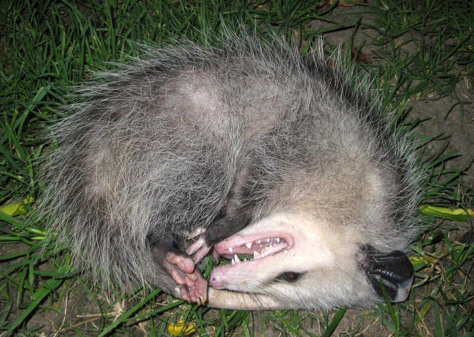 Virginia opossum