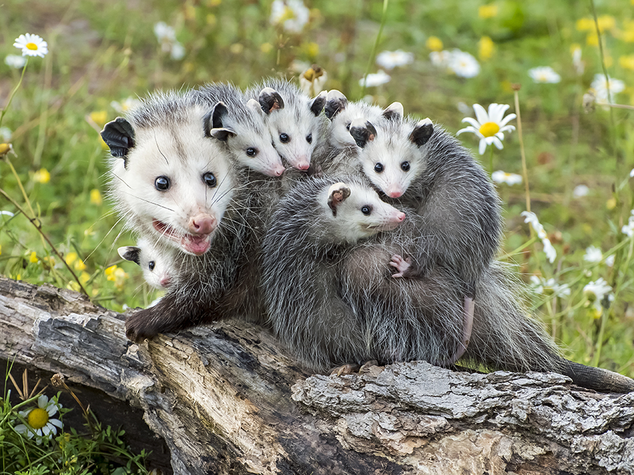 Virginia opossum