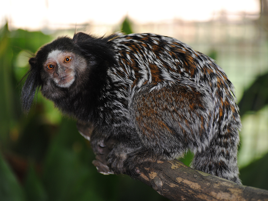 Weid's marmoset