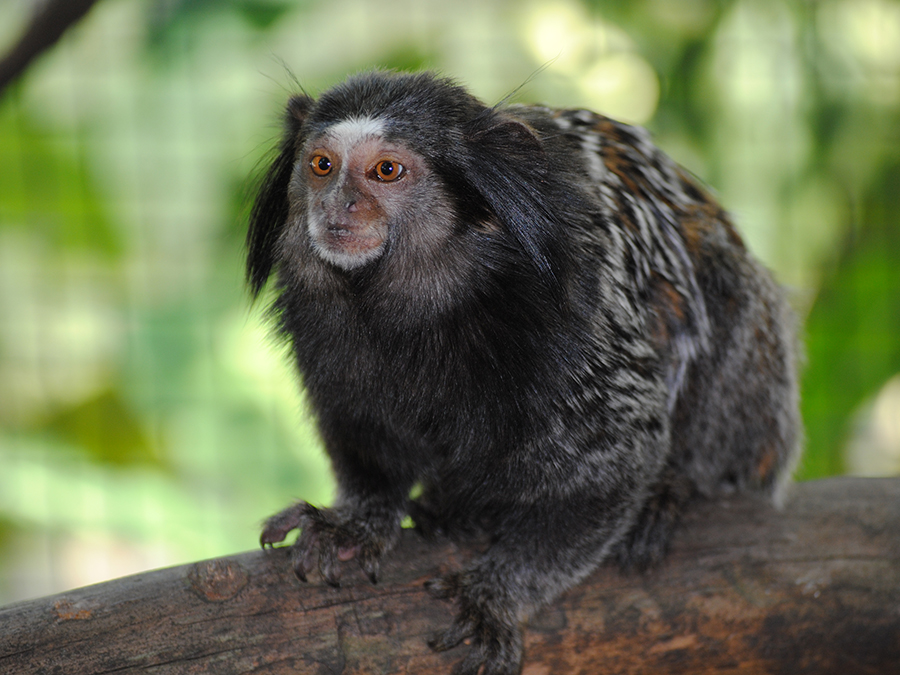 Weid's marmoset