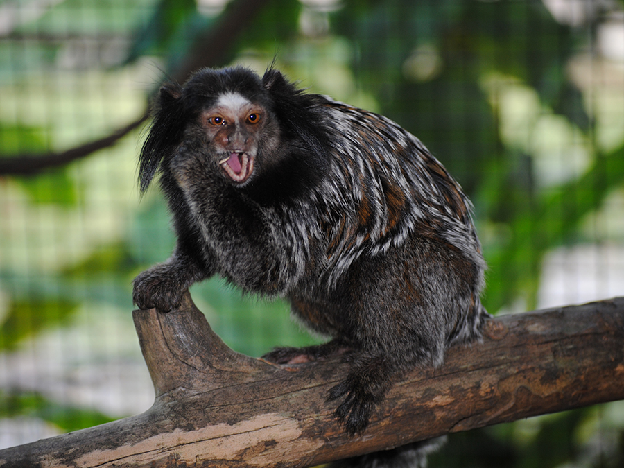 Weid's marmoset