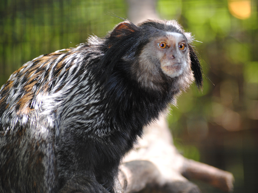 Weid's marmoset