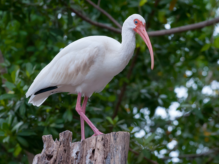 white ibis