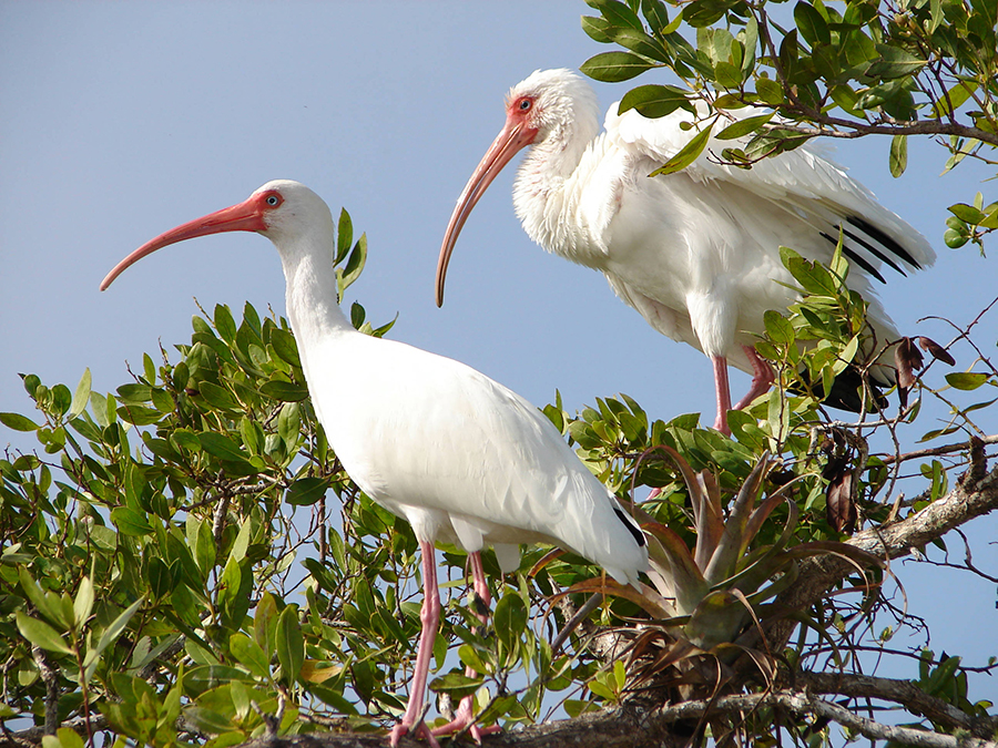 white ibis