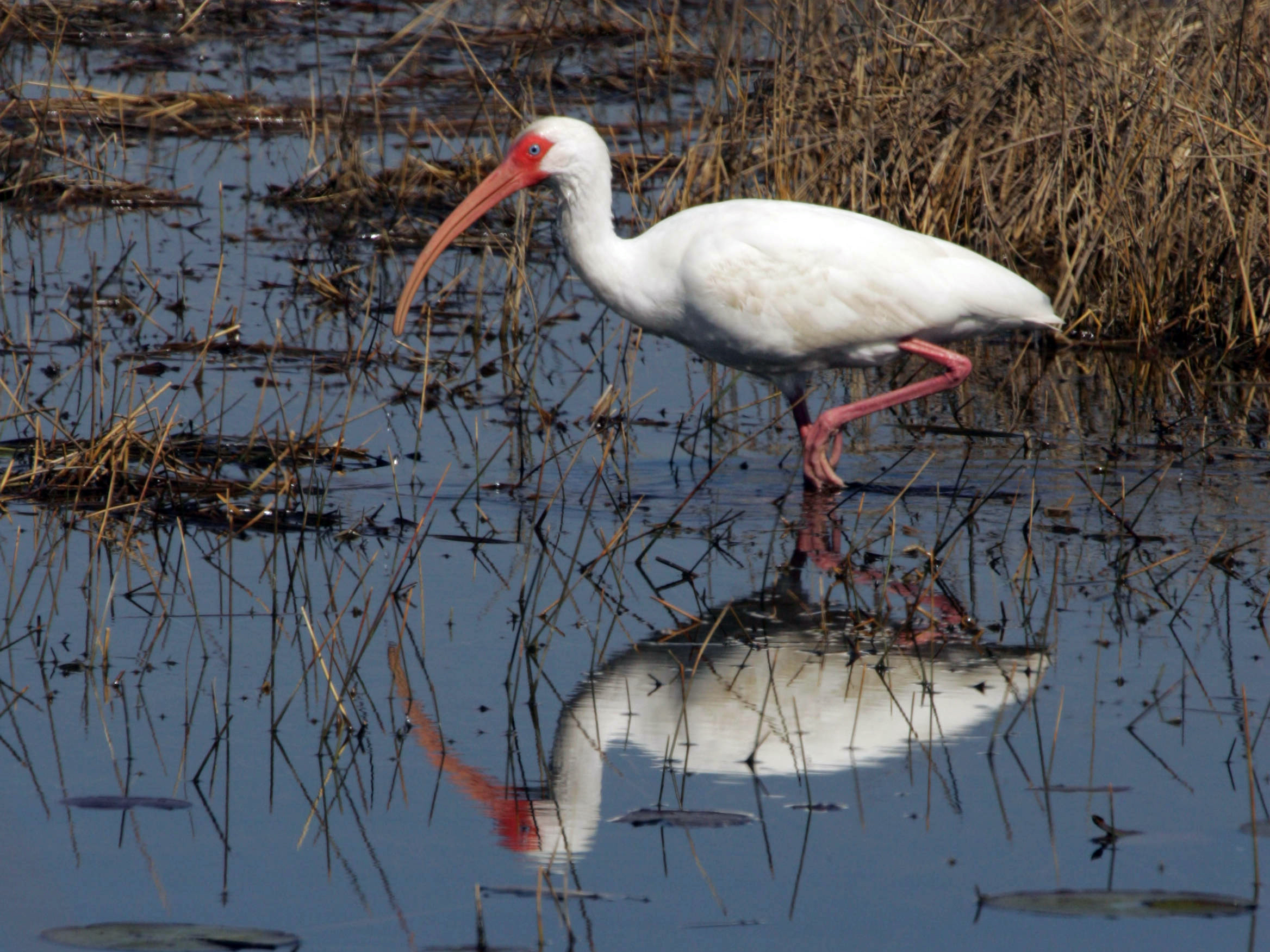 white ibis