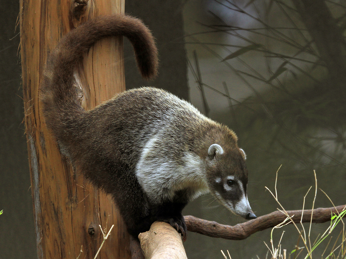 white-nosed coati