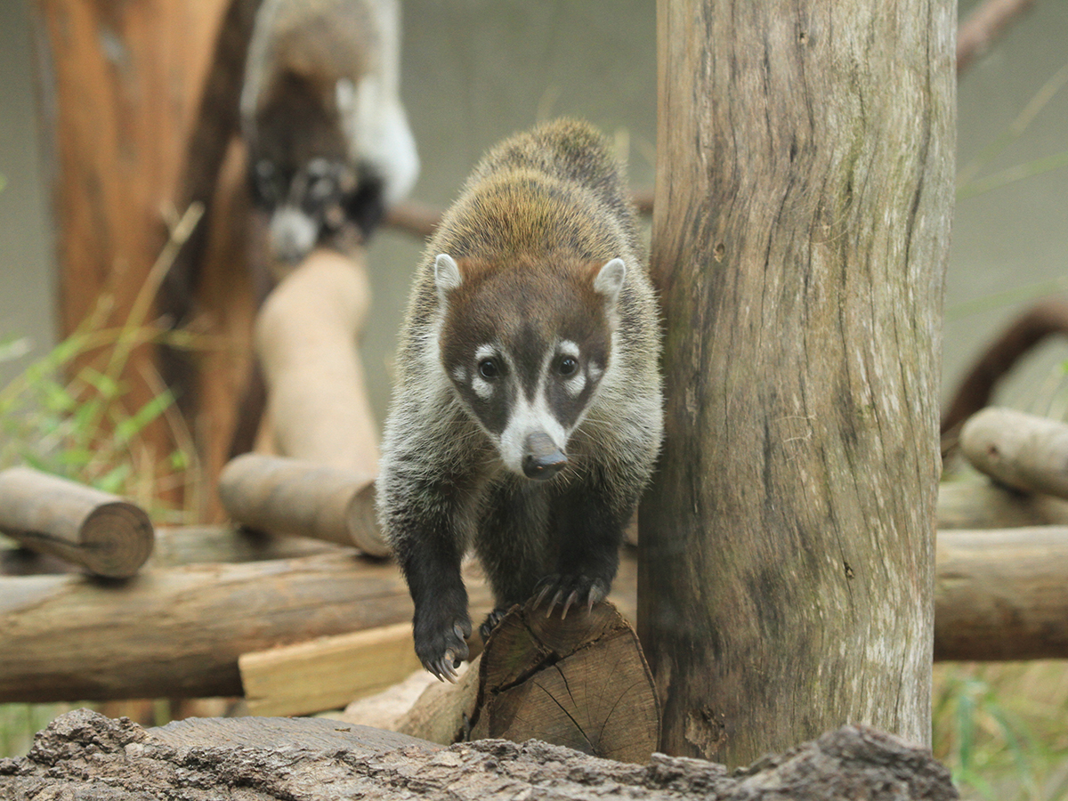 white-nosed coati