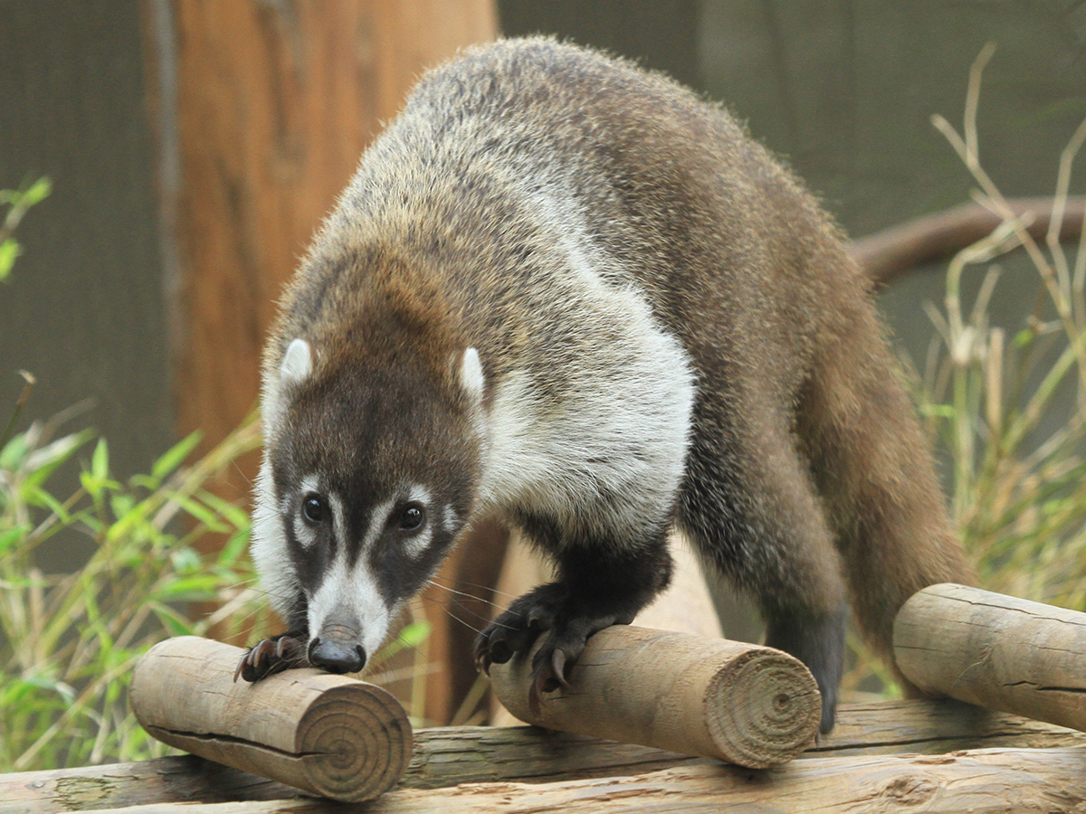 white-nosed coati