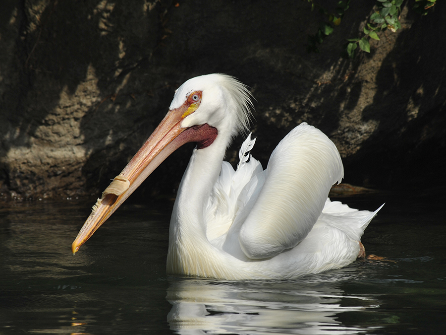 white pelican