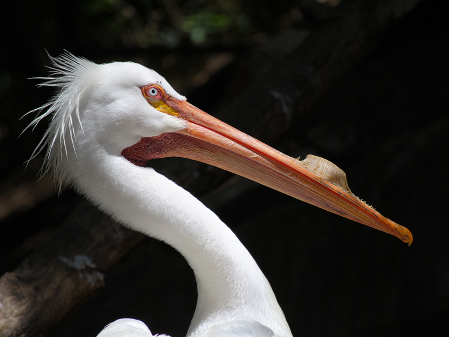 white pelican