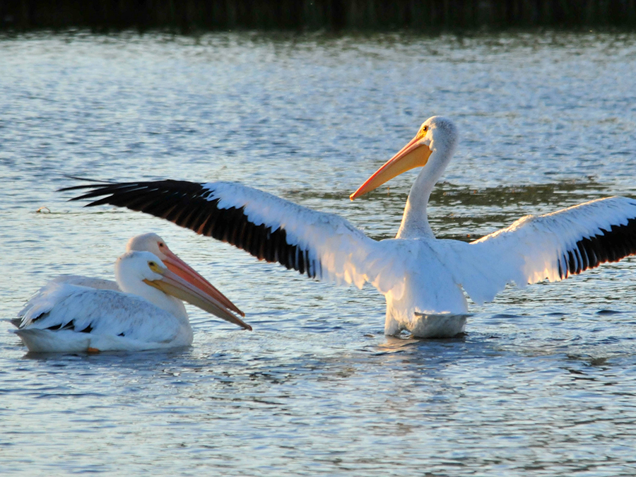 white pelican