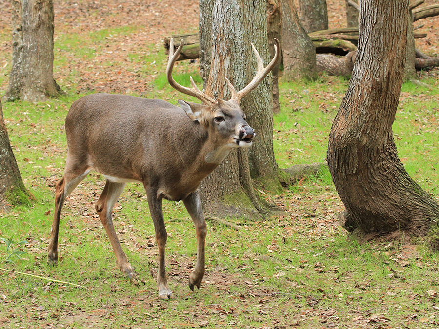 white-tailed deer