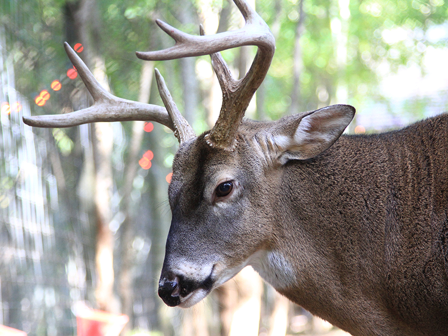 white-tailed deer