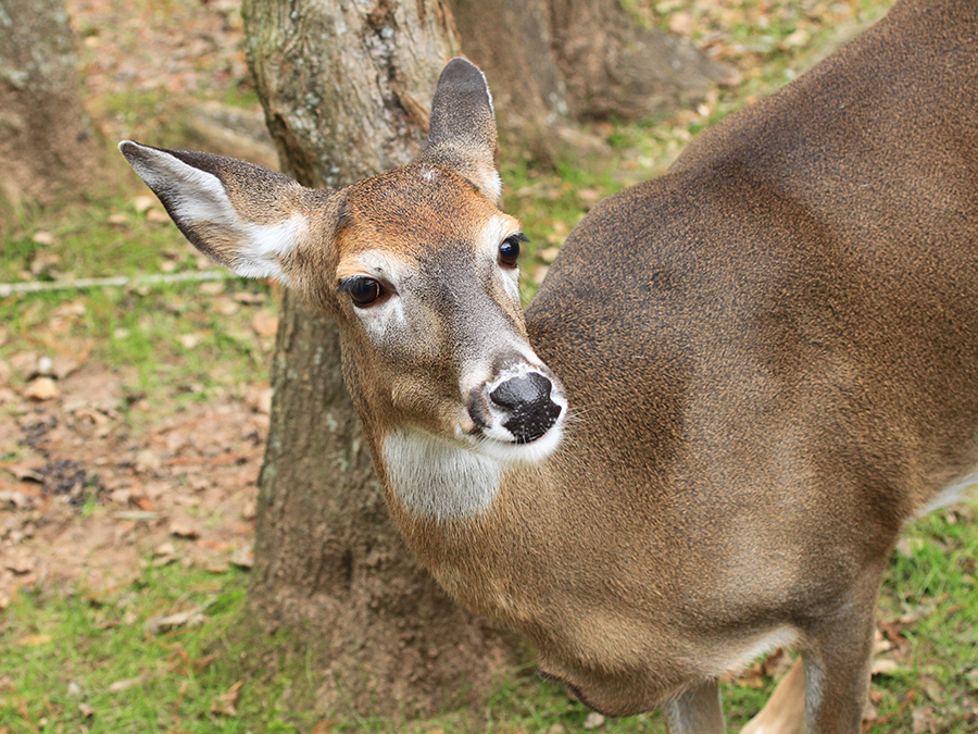 white-tailed deer