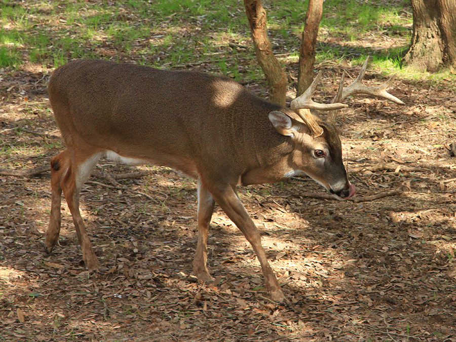 white-tailed deer