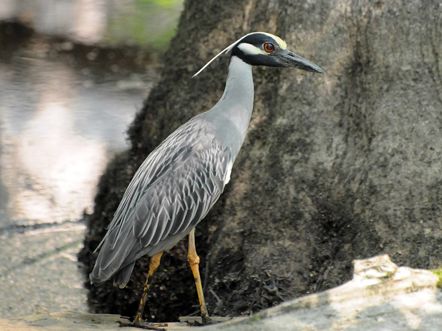 yellow-crowned night heron