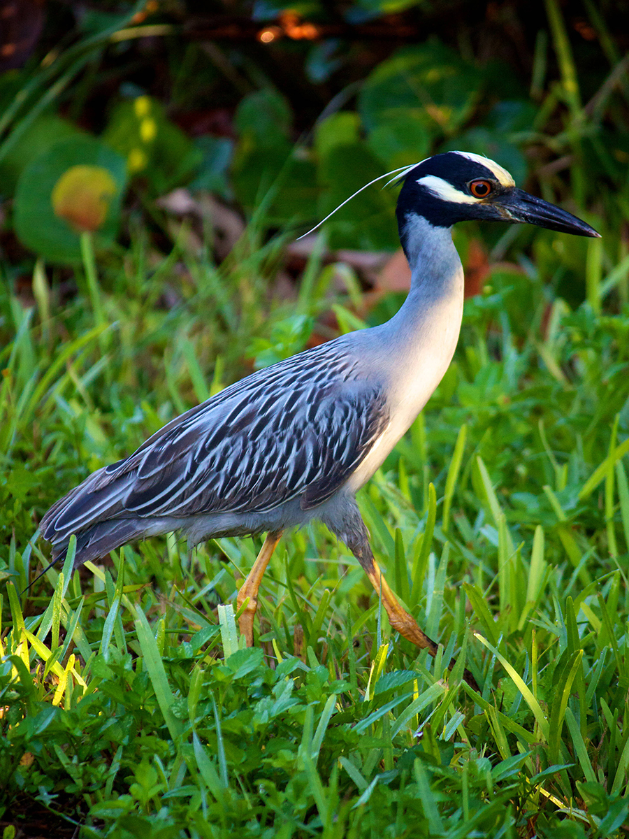 yellow-crowned night heron