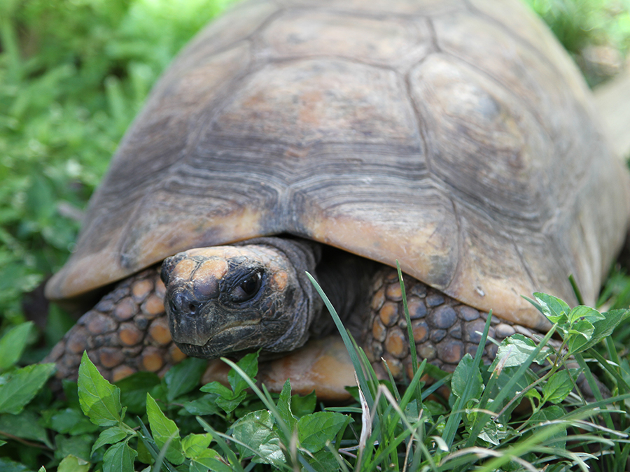 yellow-footed tortoise