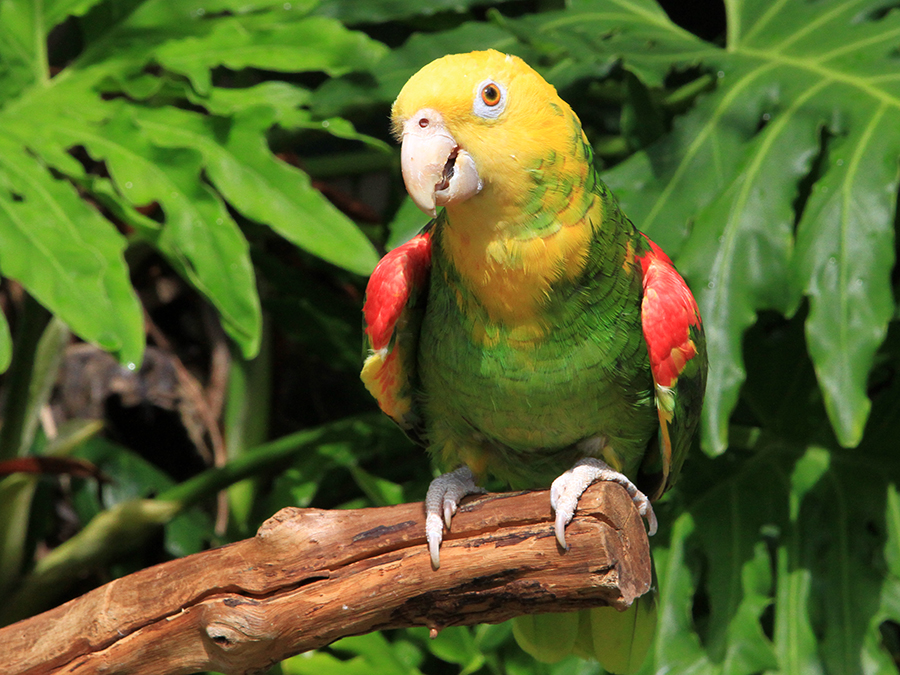 yellow-headed amazon