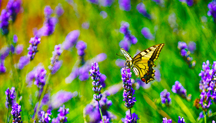 butterfly with purple flowers
