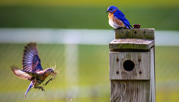 bird house