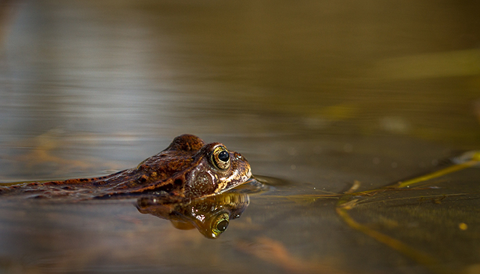 frog in pond