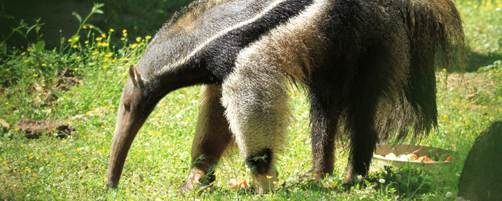 giant anteater husbandry manual giant anteater husbandry manual