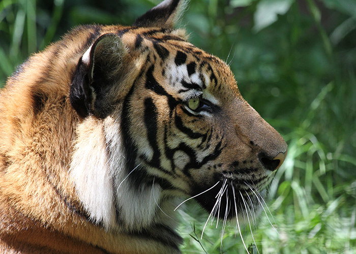 Malayan tiger