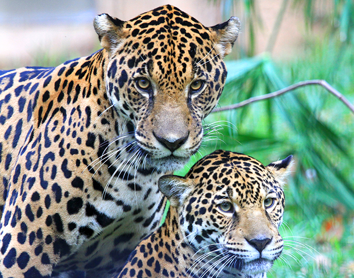 jaguars