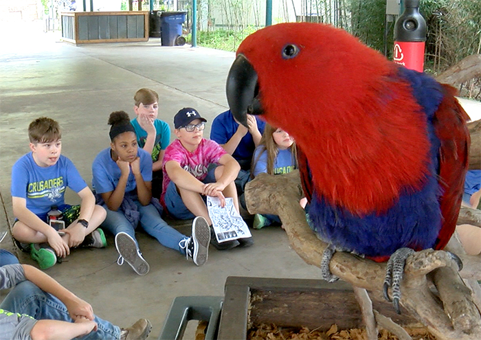 program with parrot and children